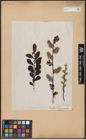 Foto von Salix aurita L.